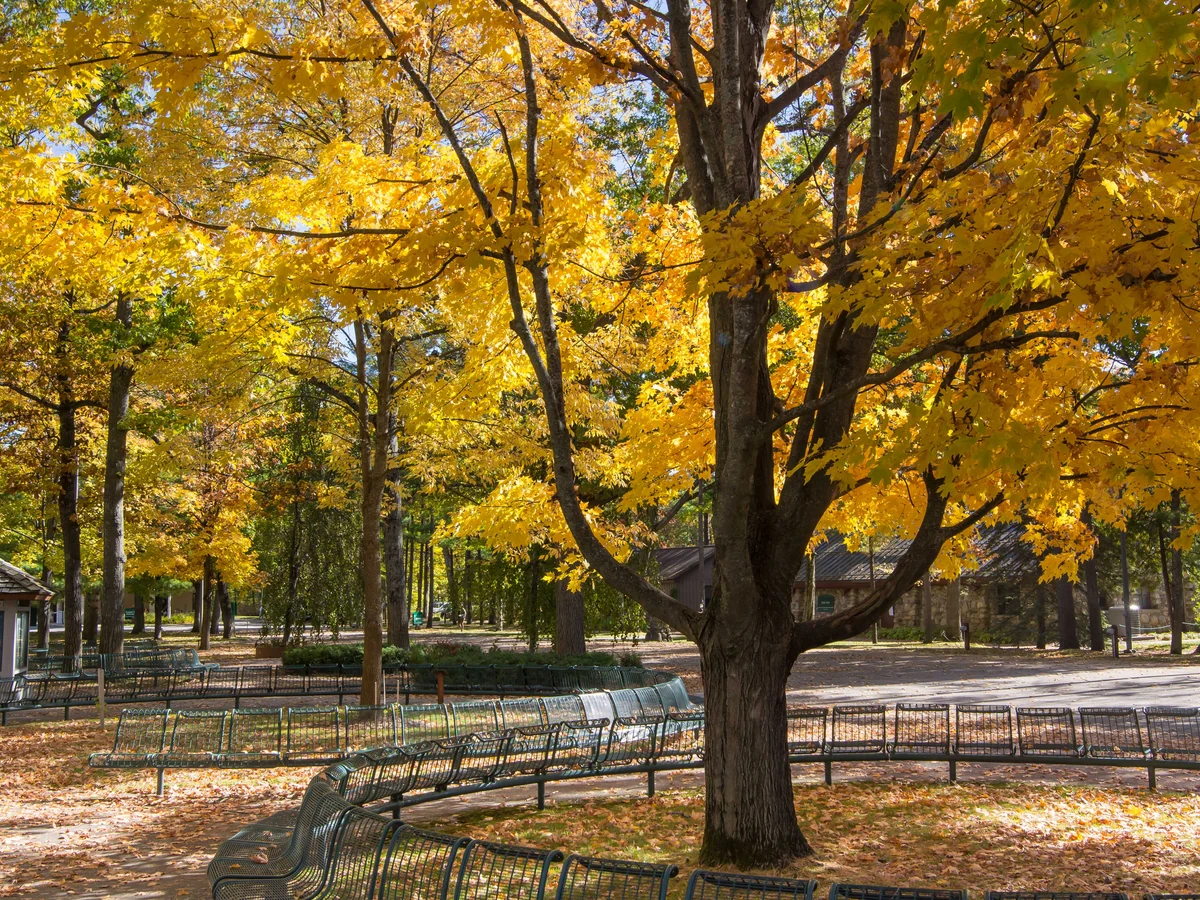 Autumn trees and curved benches in the Commons at Interlochen Center for the Arts.