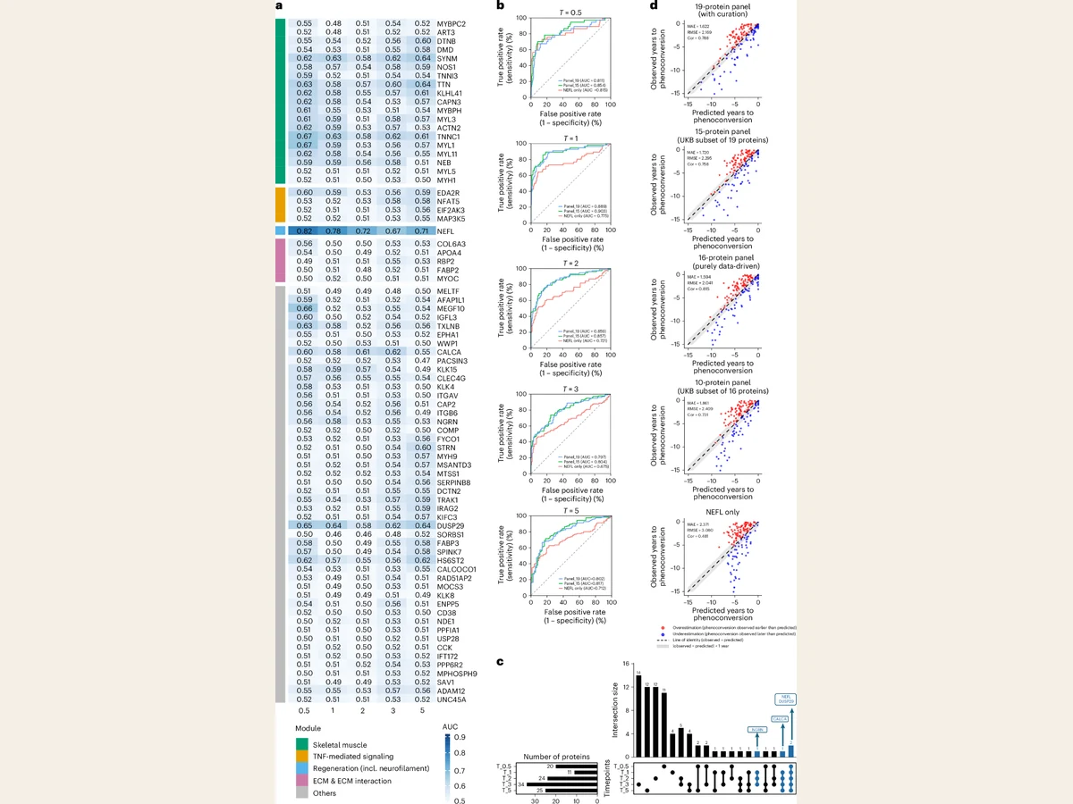 Four-panel research figure comparing protein-panel predictions across time horizons and estimated versus observed symptom onset.