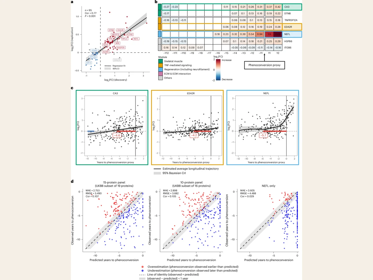 Four-panel research figure showing replication of protein changes and timing models in UK Biobank data.