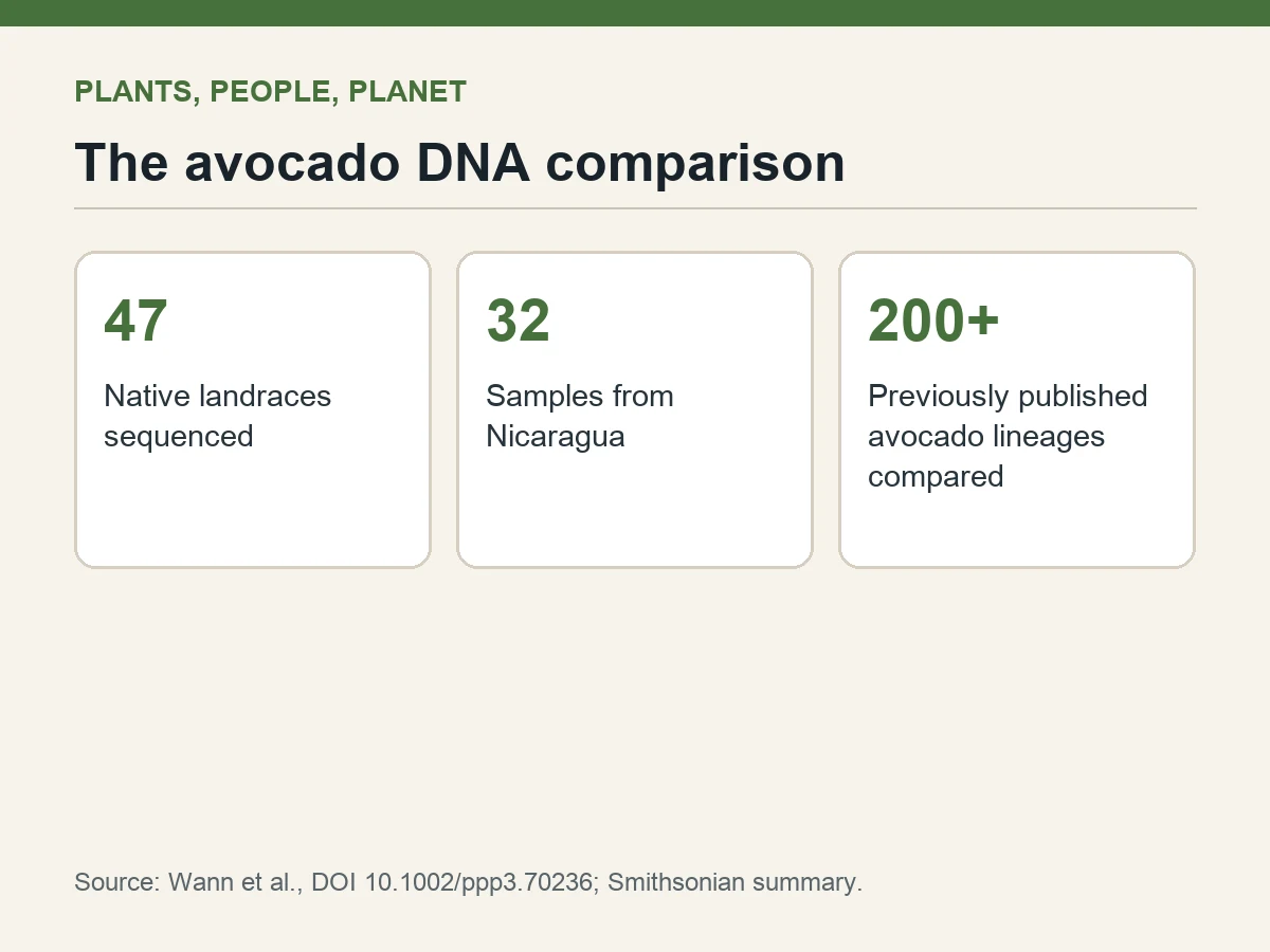 Graphic shows 47 native landraces, 32 from Nicaragua, compared with more than 200 published lineages.
