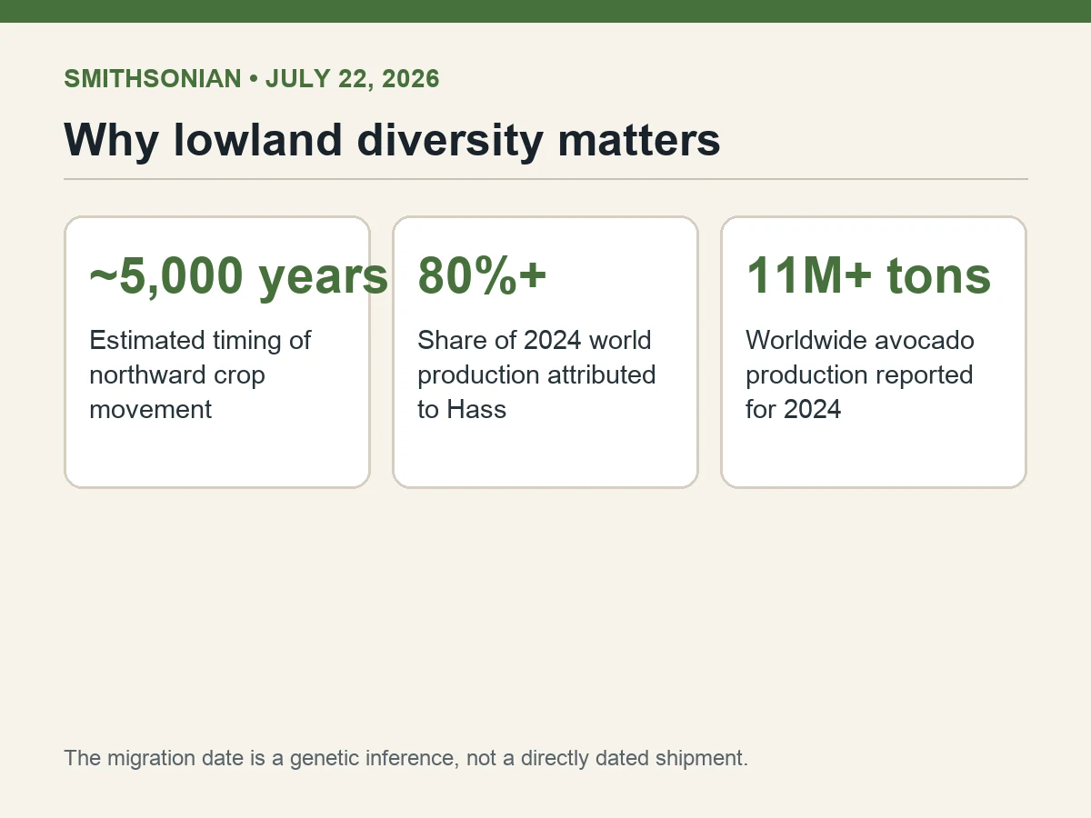 Graphic shows a 5,000-year inferred movement, more than 80% Hass share and 11 million tons of 2024 production.