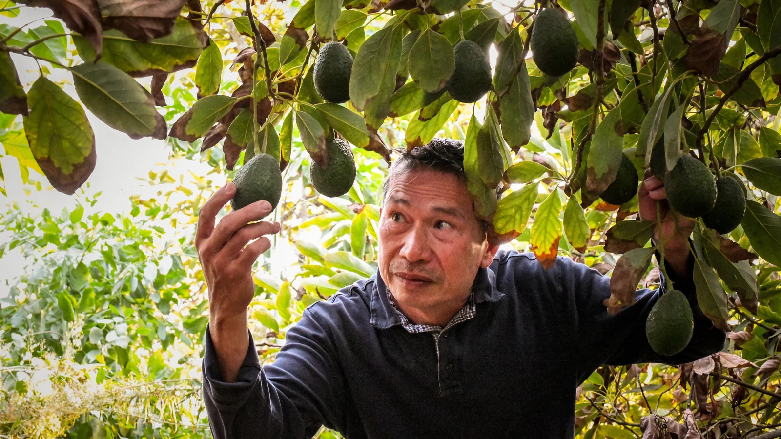 A farmer examines an avocado while standing beneath fruit-laden branches in an orchard.