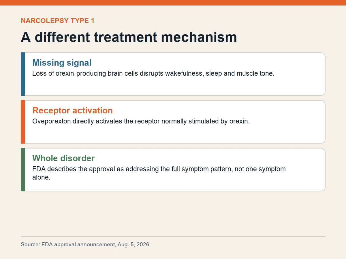 Graphic explains that narcolepsy type 1 involves loss of orexin-producing cells and that oveporexton activates an orexin receptor.