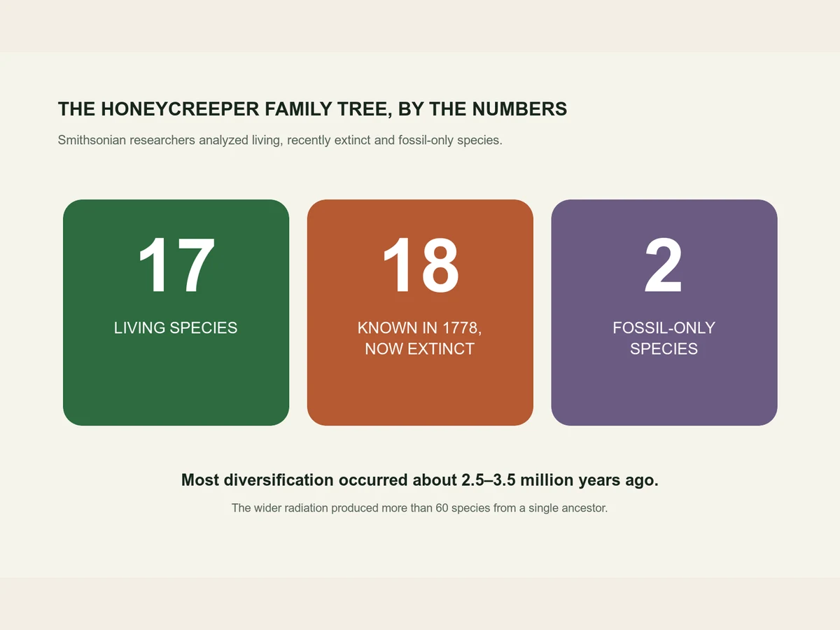 Graphic shows 17 living species, 18 species known in 1778 that are now extinct and two fossil-only species in the analysis.