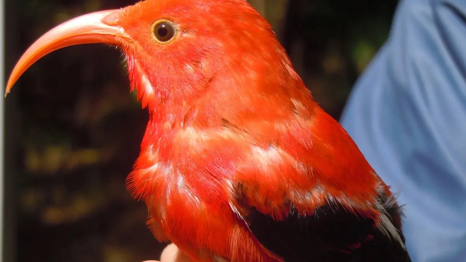 A bright red ‘i‘iwi honeycreeper is held by a researcher after banding in Hawaiʻi.