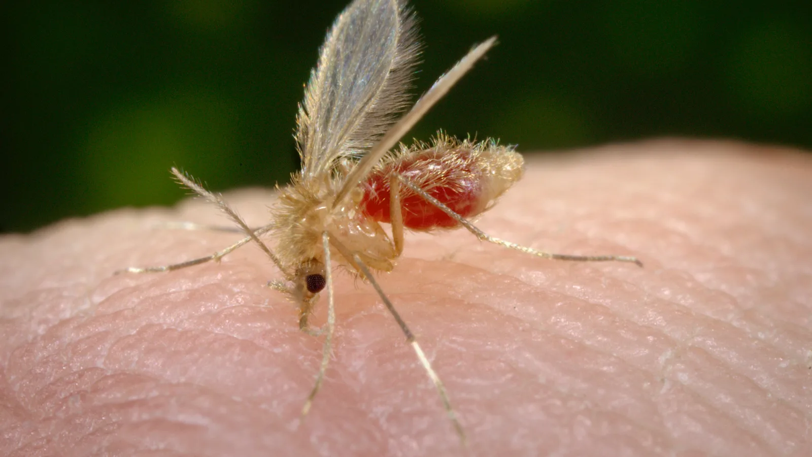 Close-up of a pale sandfly biting human skin.