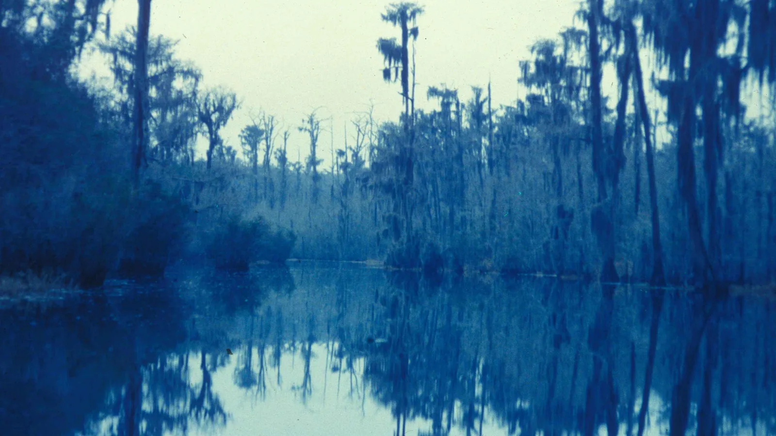 Open water and wetland vegetation beneath a blue sky at Okefenokee National Wildlife Refuge.