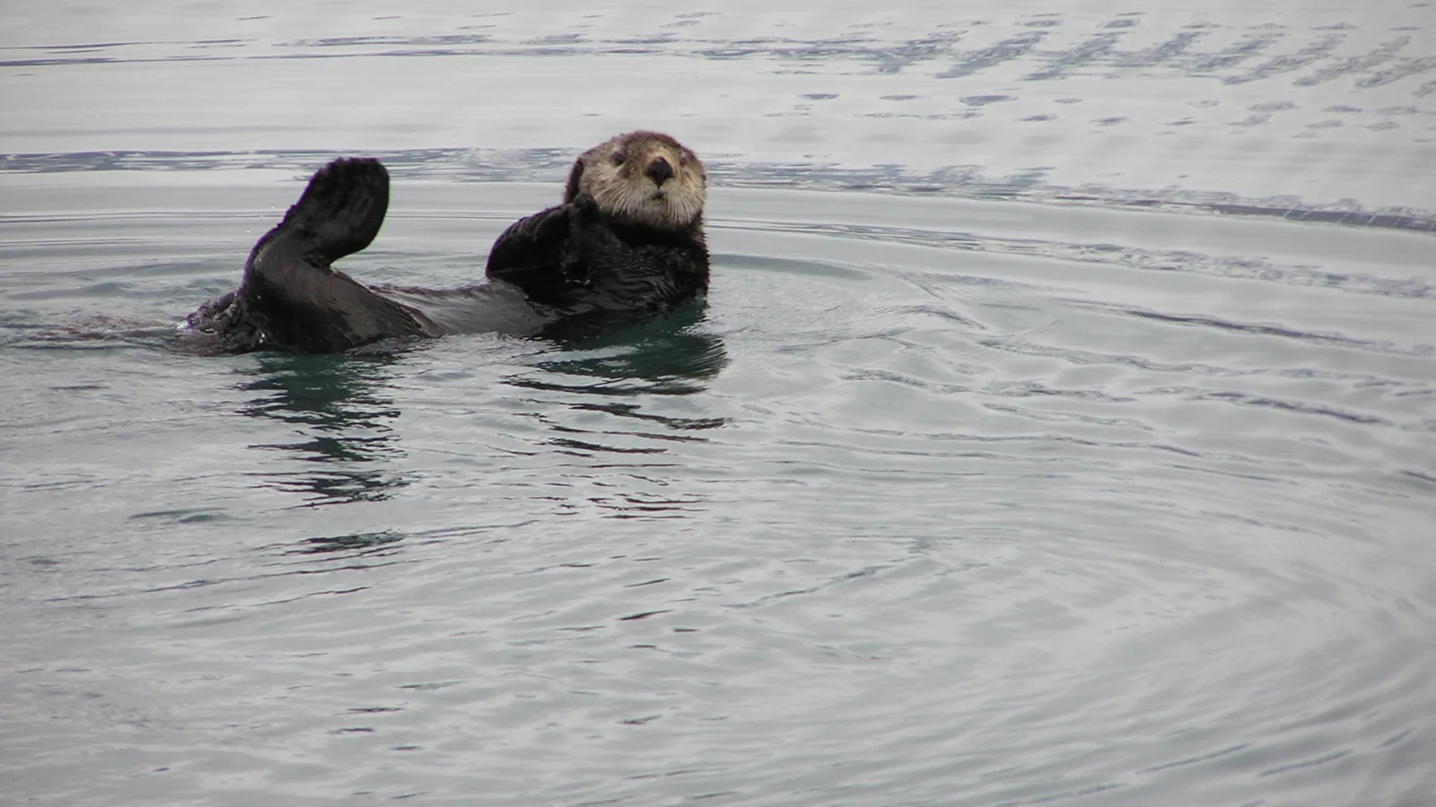 A sea otter floating on its back in calm Alaska water.