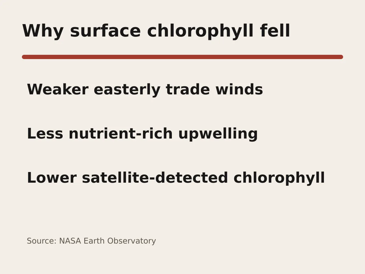 Graphic traces weaker trade winds to less upwelling and lower satellite-detected chlorophyll.