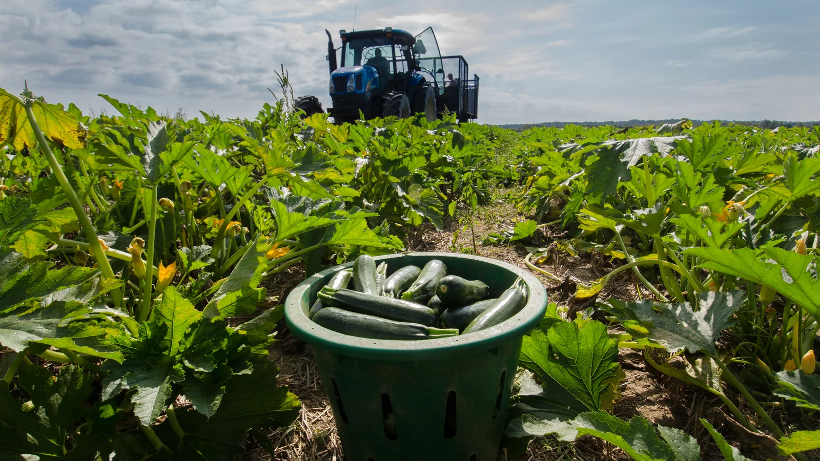 Basket of freshly harvested green zucchini in a field with a processing trailer and tractor behind it.