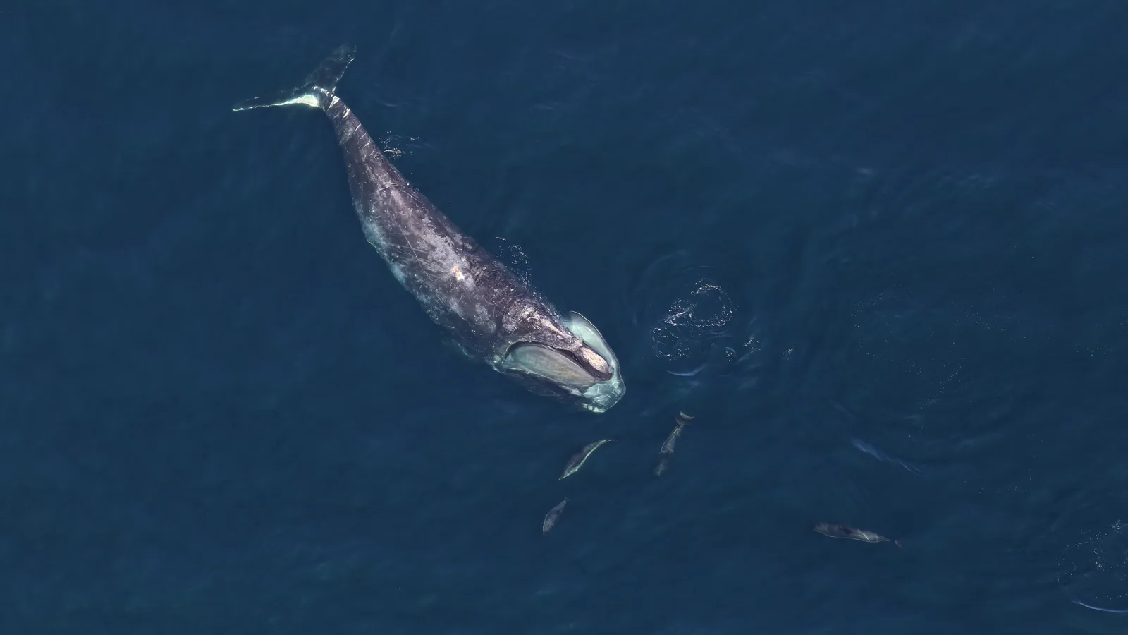 North Atlantic right whale surfacing in open ocean water.
