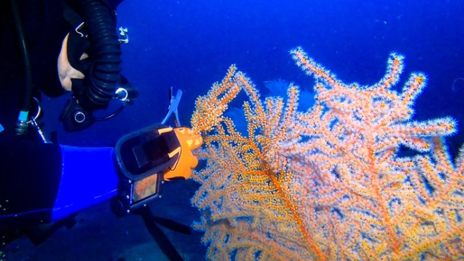 A technical diver cuts a small fragment from a bright orange mesophotic coral deep underwater.