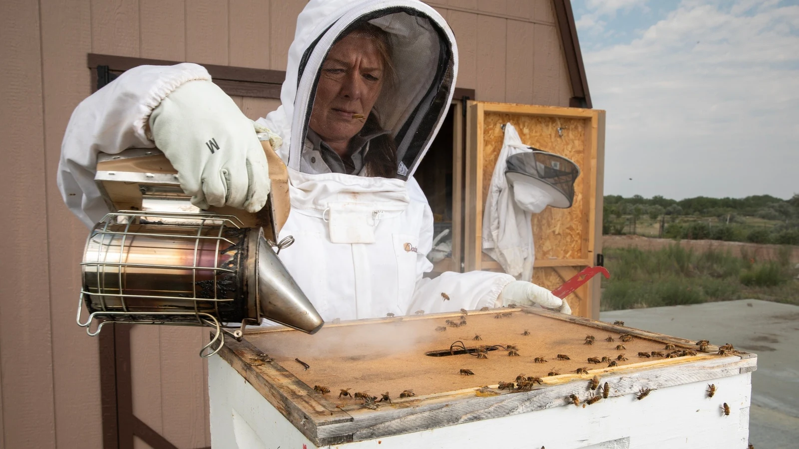 A beekeeper inspects a frame covered with honeybees in an outdoor apiary.