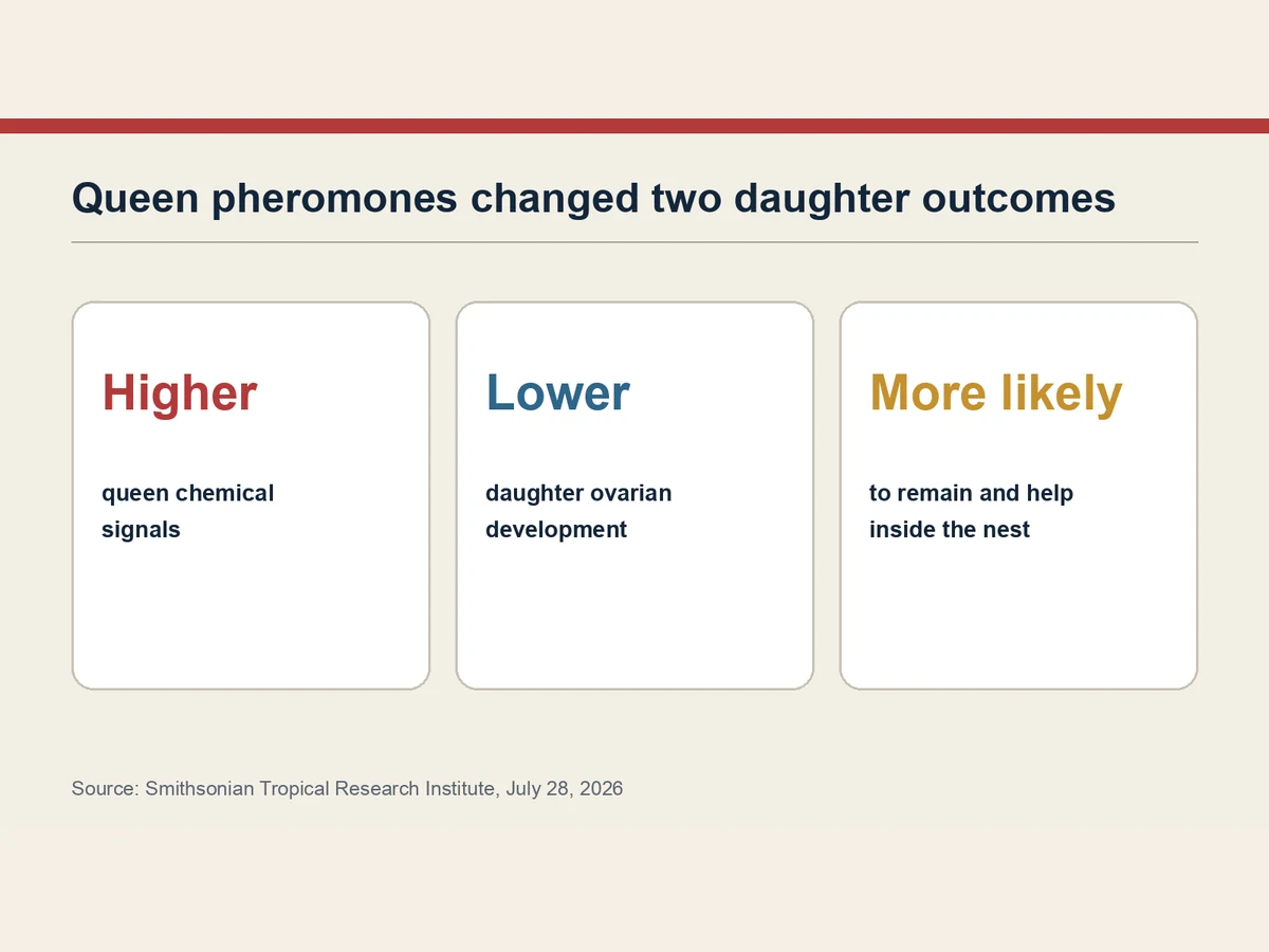 Graphic links stronger queen chemical signals with lower daughter ovarian development and a greater likelihood of staying.